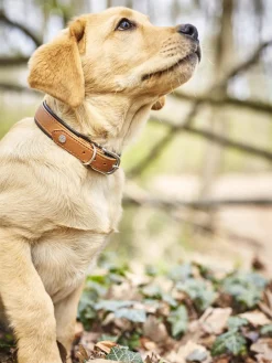 Online Laboni Collier pour animaux domestiques en cuir nappa Amici, tailles variées