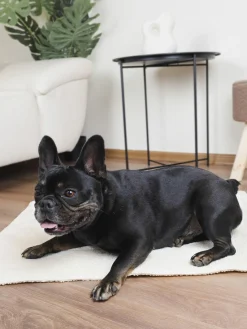 Outlet Dandy Dog Couverture en bouclette pour chiens Balance, tailles variées