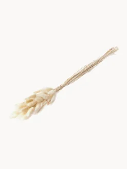 Outlet Cooee Design Fleurs séchées Lagurus Beige