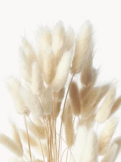 Outlet Cooee Design Fleurs séchées Lagurus Beige