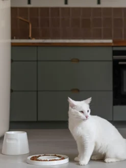New Hoopo Gamelle en porcelaine pour animaux domestiques Ring Blanc