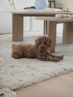 Outlet Oyoy Living Design Jouet pour chien Otto Brun foncé