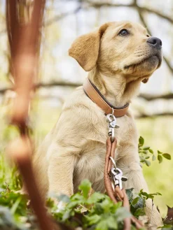 New Laboni Laisse pour chien en cuir nappa Amici, tailles variées