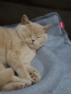 Best Hoopo Lit pour chat Flip Gris