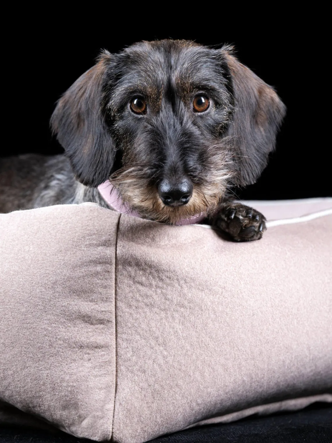 Hot Laboni Lit pour chien en velours Classic, tailles variées Velours pêche