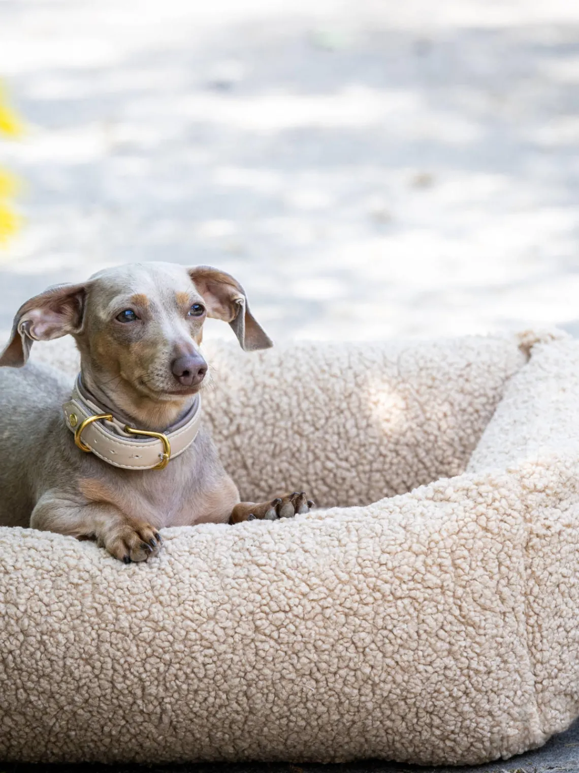 Sale Laboni Panier en bouclette pour chien Teddy, tailles variées Bouclette beige clair
