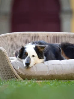New Laboni Panier pour chien intérieur-extérieur Vogue Beige clair, beige