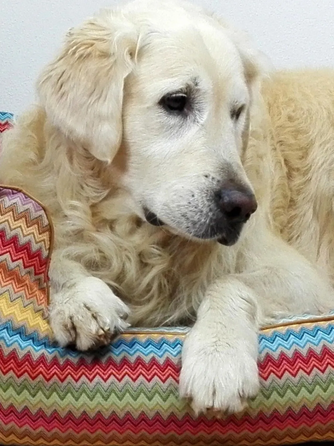 New Dandy Dog Panier pour chien Zik Zak No. 2